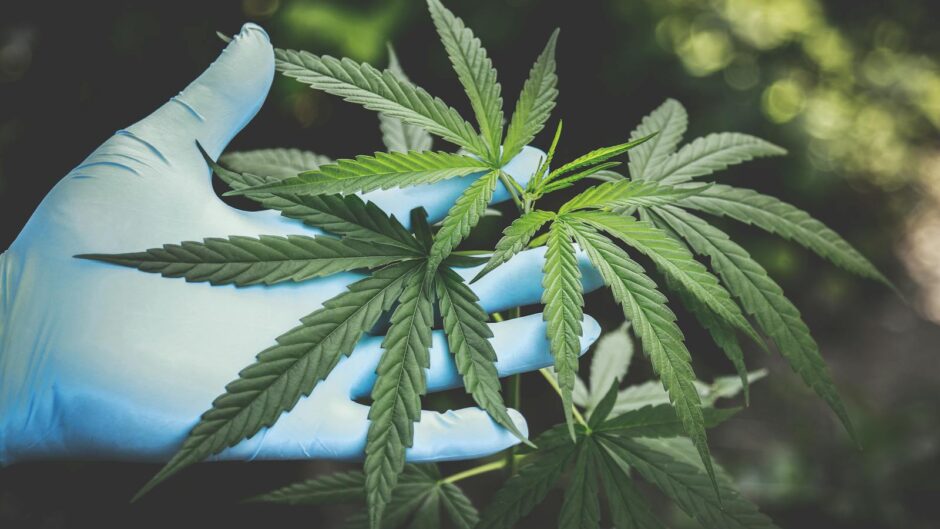 A hand in gloves holds fresh cannabis leaves